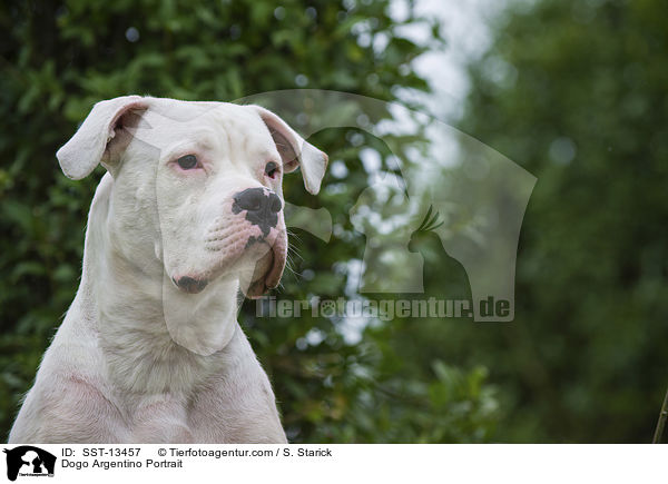 Dogo Argentino Portrait / SST-13457