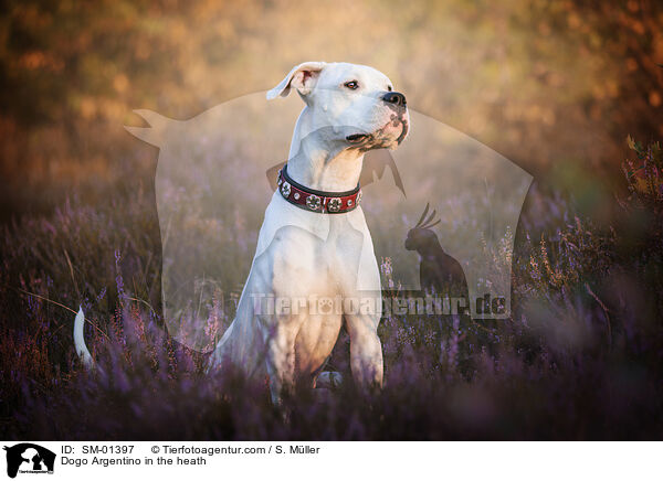 Dogo Argentino in the heath / SM-01397
