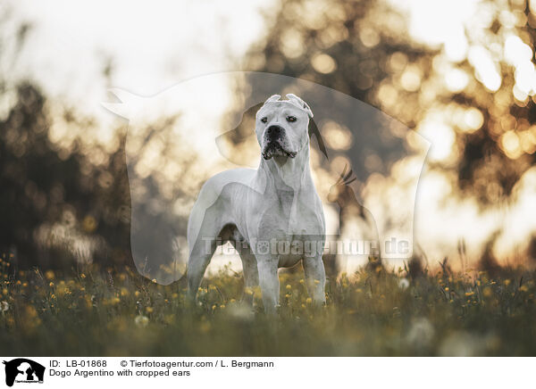 Dogo Argentino with cropped ears / LB-01868