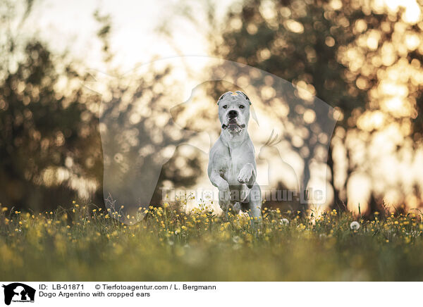 Dogo Argentino with cropped ears / LB-01871