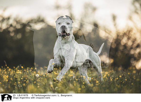 Dogo Argentino with cropped ears / LB-01876