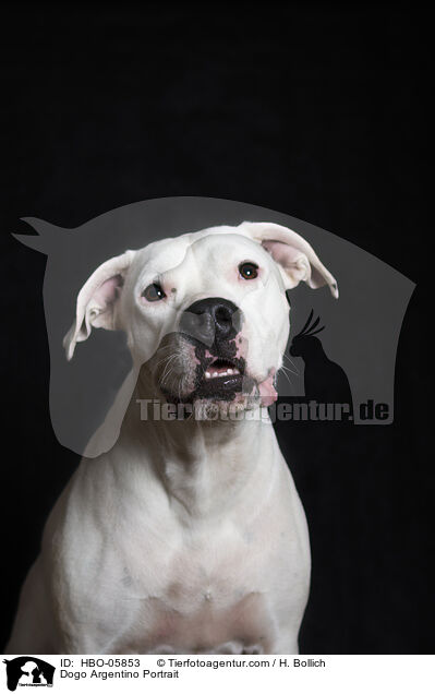 Dogo Argentino Portrait / Dogo Argentino Portrait / HBO-05853