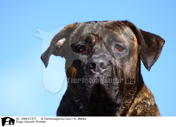 Dogo Canario Portrait / KMI-01377