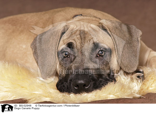 Dogo Canario Puppy / BS-02948