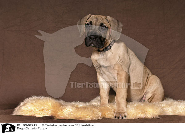 Dogo Canario Puppy / BS-02949