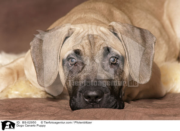 Dogo Canario Puppy / BS-02950
