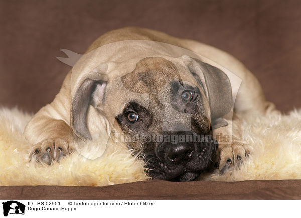 Dogo Canario Puppy / BS-02951