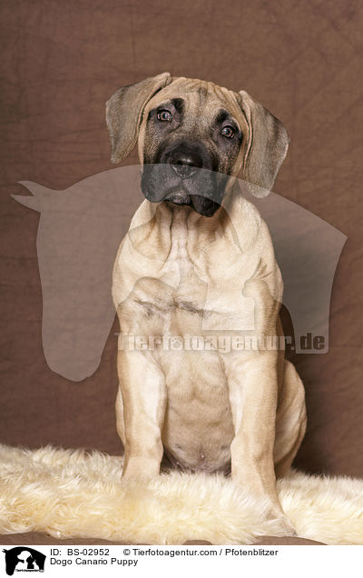 Dogo Canario Puppy / BS-02952