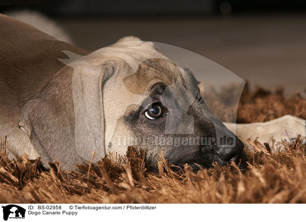 Dogo Canario Puppy / BS-02958