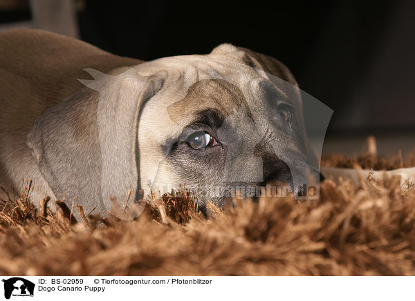 Dogo Canario Puppy / BS-02959