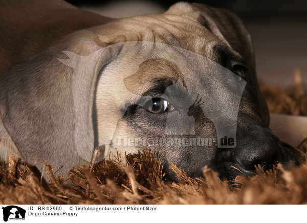 Dogo Canario Puppy / BS-02960
