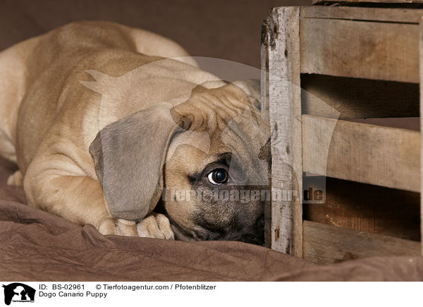 Dogo Canario Puppy / BS-02961