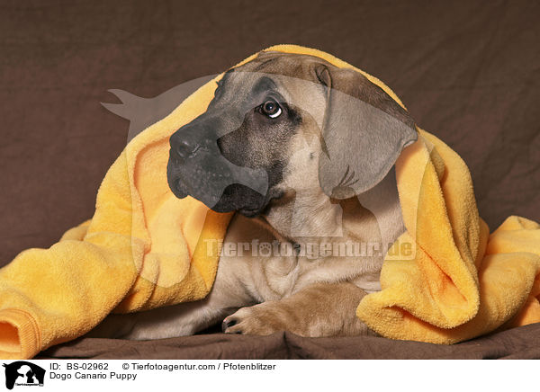 Dogo Canario Puppy / BS-02962