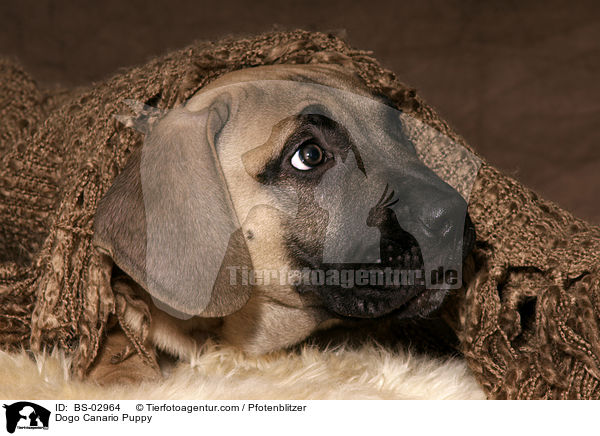 Dogo Canario Puppy / BS-02964
