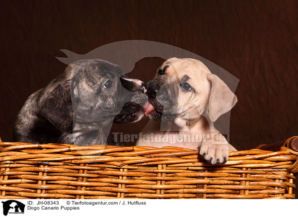 Dogo Canario Puppies / JH-08343