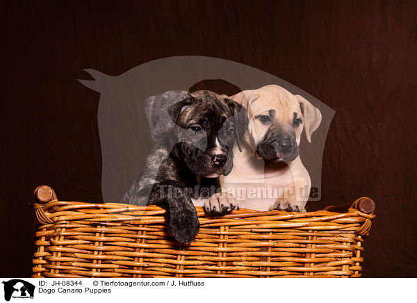 Dogo Canario Puppies / JH-08344