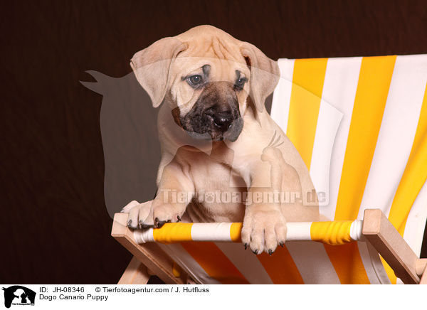 Dogo Canario Puppy / JH-08346