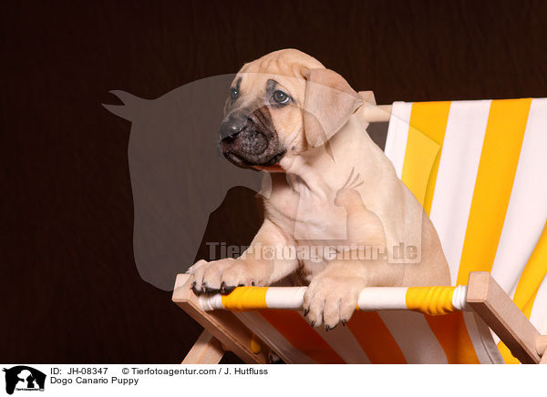 Dogo Canario Puppy / JH-08347
