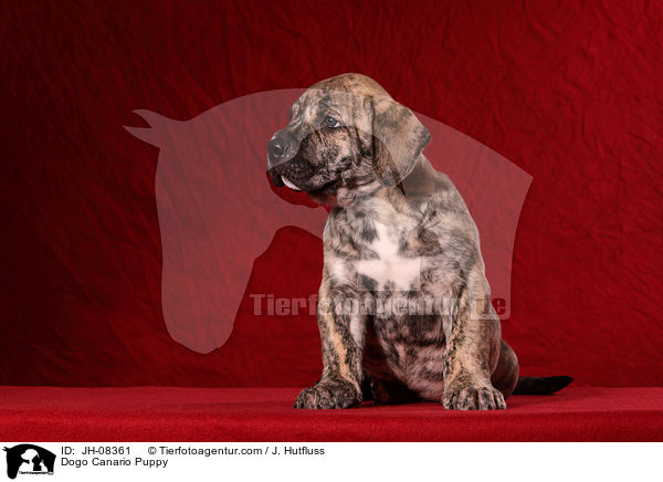 Dogo Canario Puppy / JH-08361
