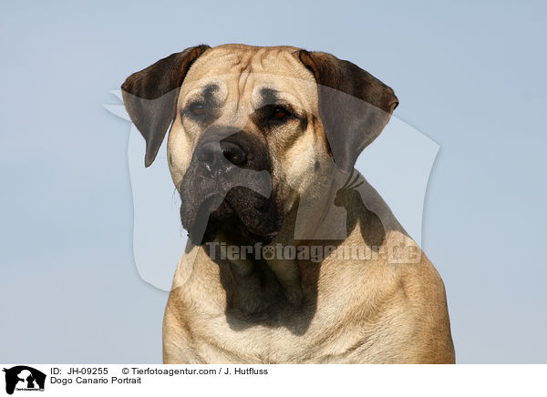 Dogo Canario Portrait / JH-09255