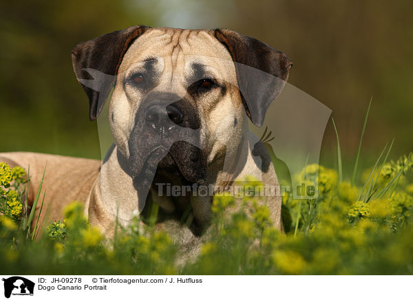 Dogo Canario Portrait / JH-09278