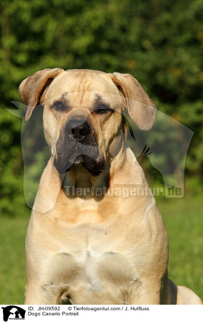 Dogo Canario Portrait / JH-09592