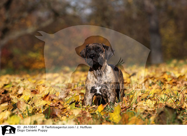 Dogo Canario Puppy / JH-10647
