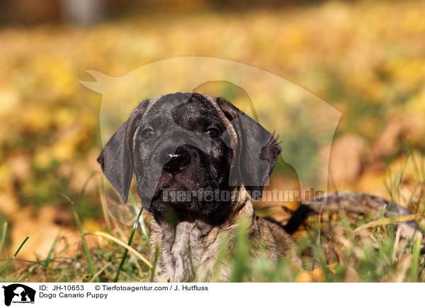 Dogo Canario Puppy / JH-10653