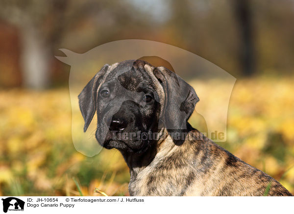 Dogo Canario Puppy / JH-10654