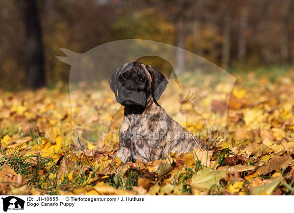 Dogo Canario Puppy / JH-10655