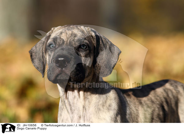 Dogo Canario Puppy / JH-10656