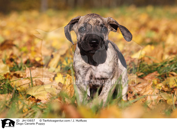 Dogo Canario Puppy / JH-10657