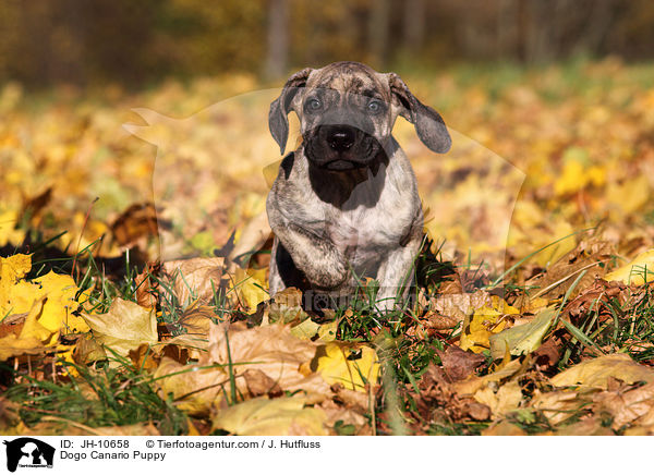 Dogo Canario Puppy / JH-10658