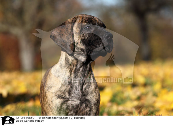 Dogo Canario Puppy / JH-10659