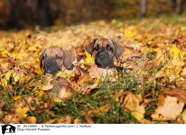 Dogo Canario Puppies / JH-10664