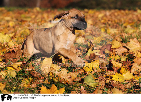 Dogo Canario Puppy / JH-10666