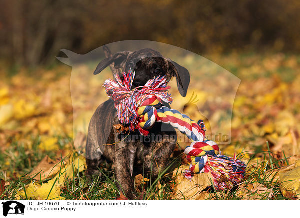 Dogo Canario Puppy / JH-10670