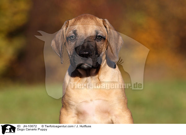 Dogo Canario Puppy / JH-10672