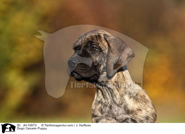 Dogo Canario Puppy / JH-10673