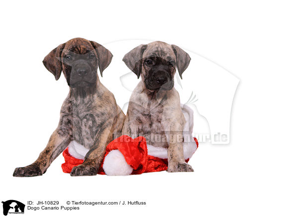 Dogo Canario Puppies / JH-10829