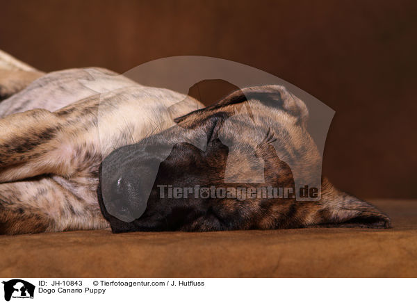 Dogo Canario Puppy / JH-10843
