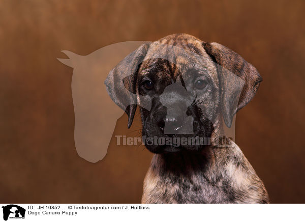 Dogo Canario Puppy / JH-10852