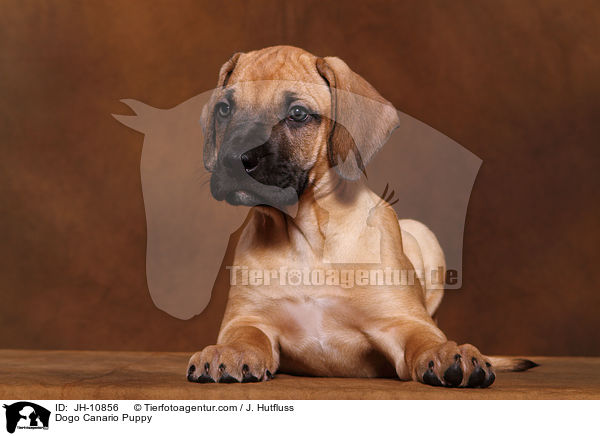 Dogo Canario Puppy / JH-10856