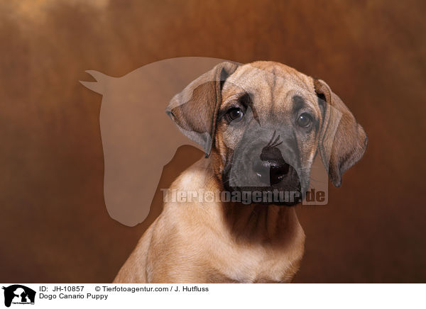 Dogo Canario Puppy / JH-10857