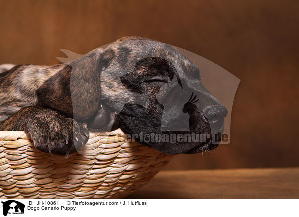 Dogo Canario Puppy / JH-10861