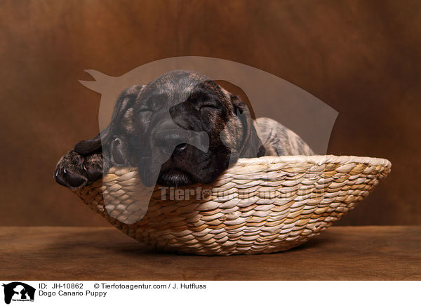 Dogo Canario Puppy / JH-10862