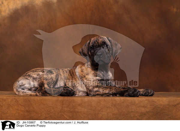Dogo Canario Puppy / JH-10867