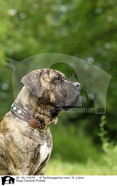 Dogo Canario Portrait / KL-14378
