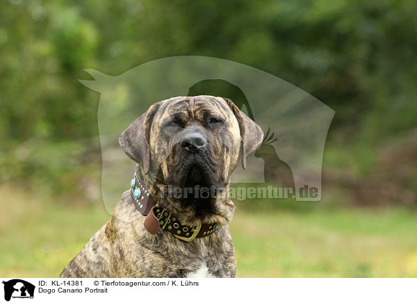 Dogo Canario Portrait / KL-14381