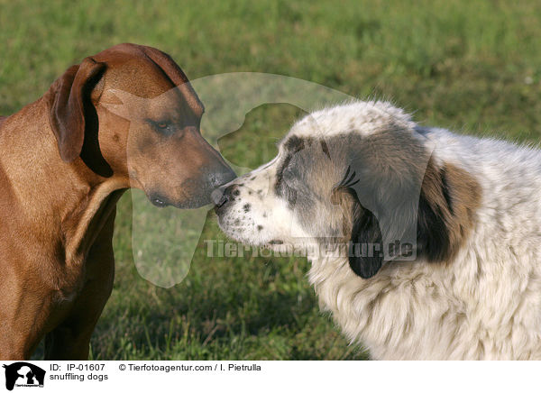 snuffling dogs / IP-01607